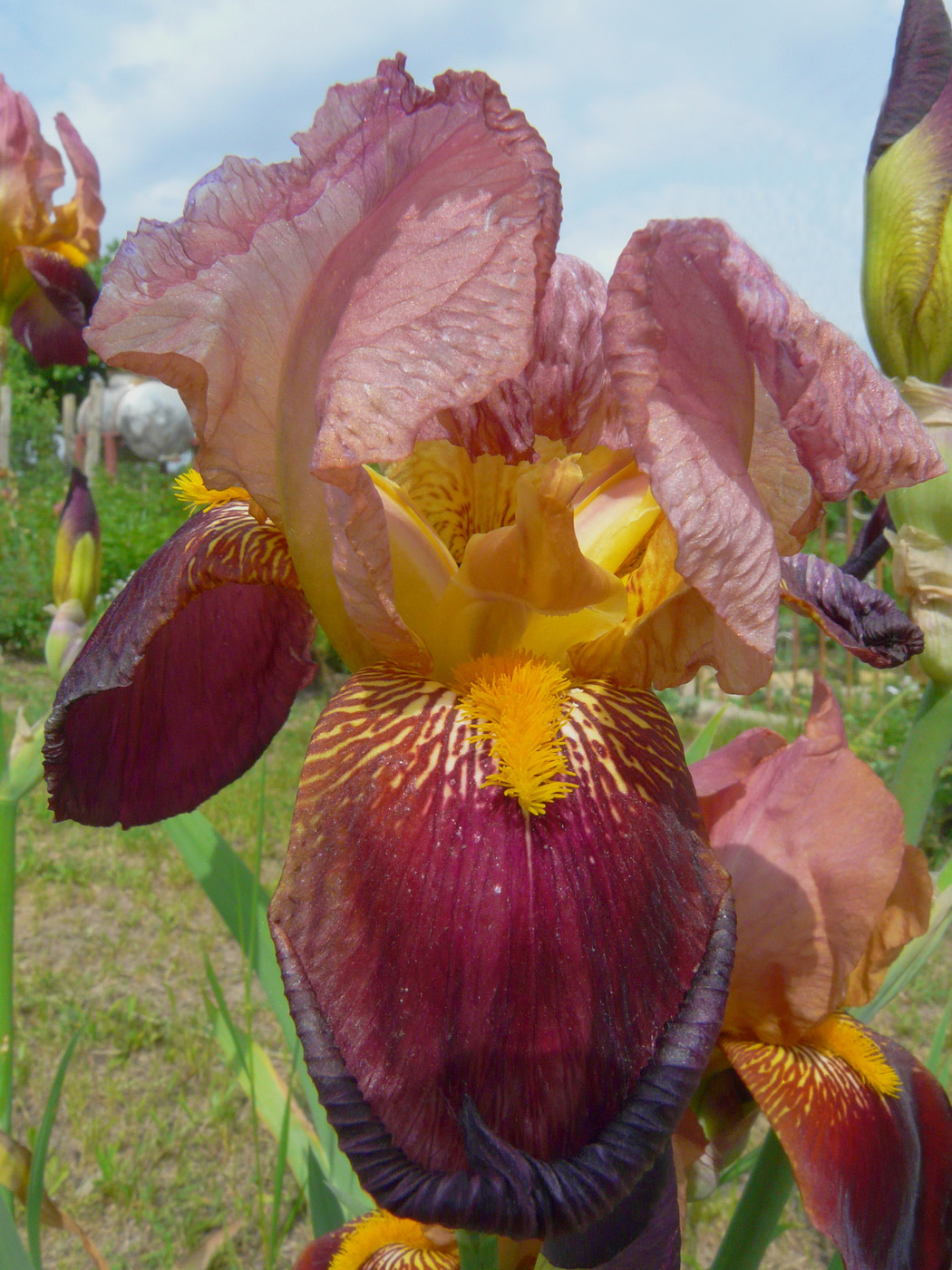 Изображение особи Iris × hybrida.