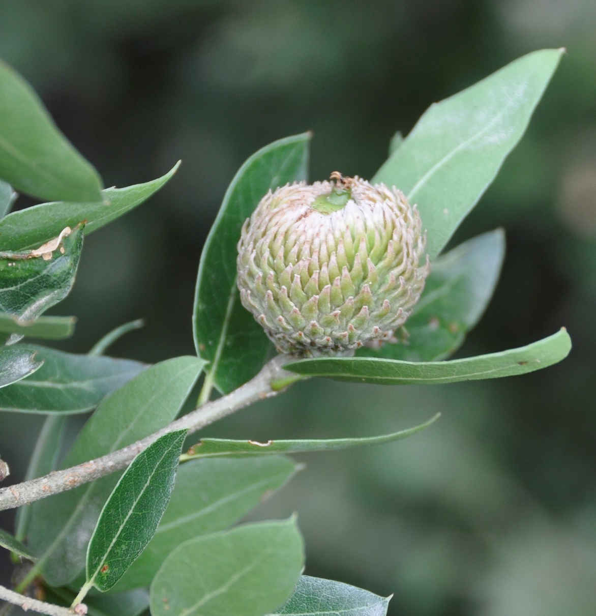 Изображение особи род Quercus.