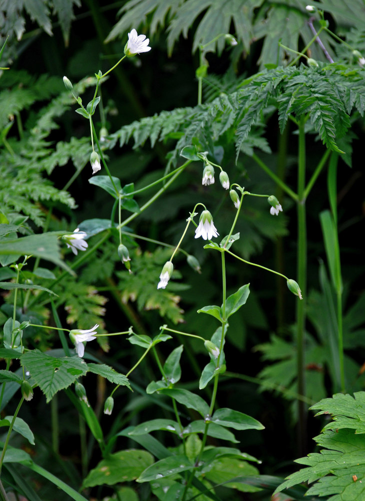 Изображение особи Cerastium davuricum.