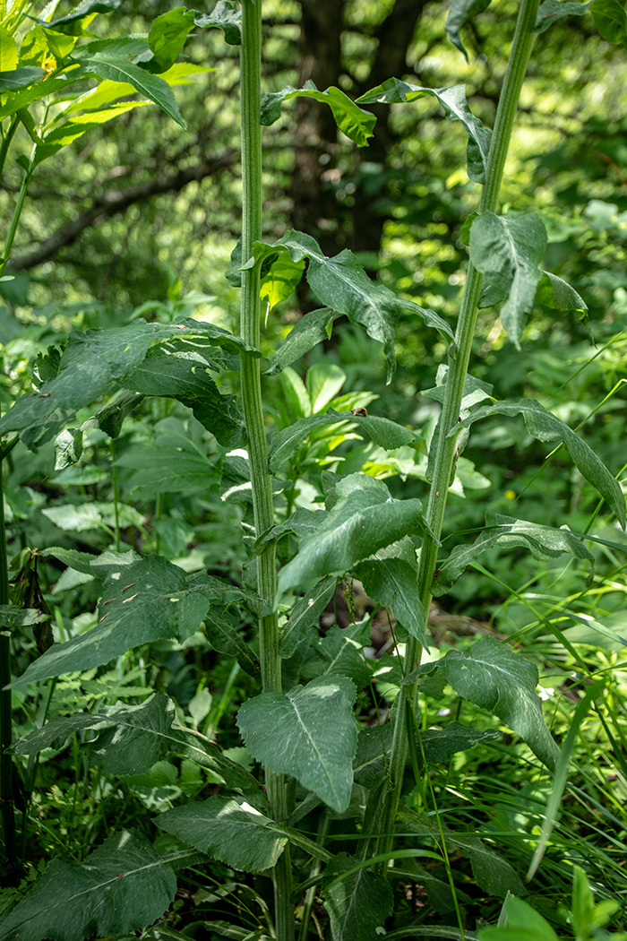 Изображение особи Tephroseris cladobotrys.