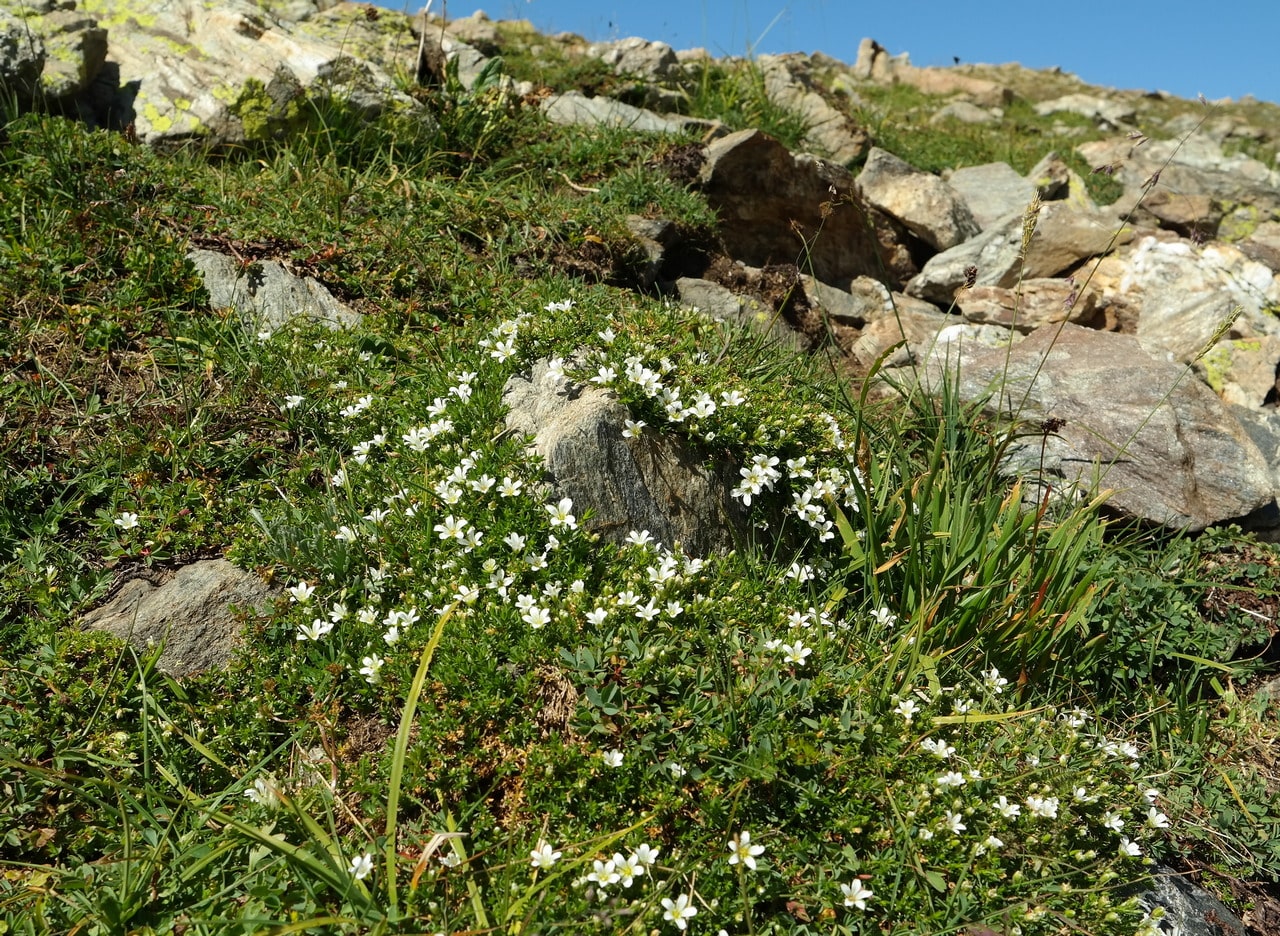 Image of Minuartia imbricata specimen.