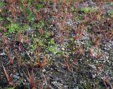 Juncus ambiguus