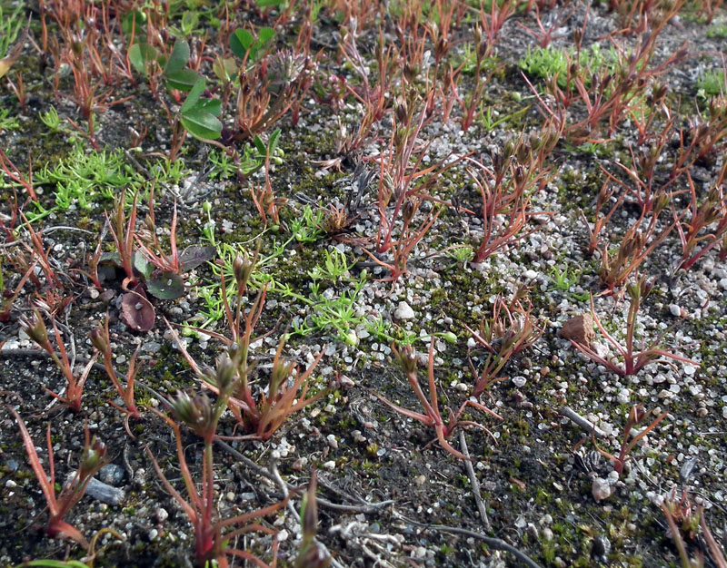 Изображение особи Juncus ambiguus.