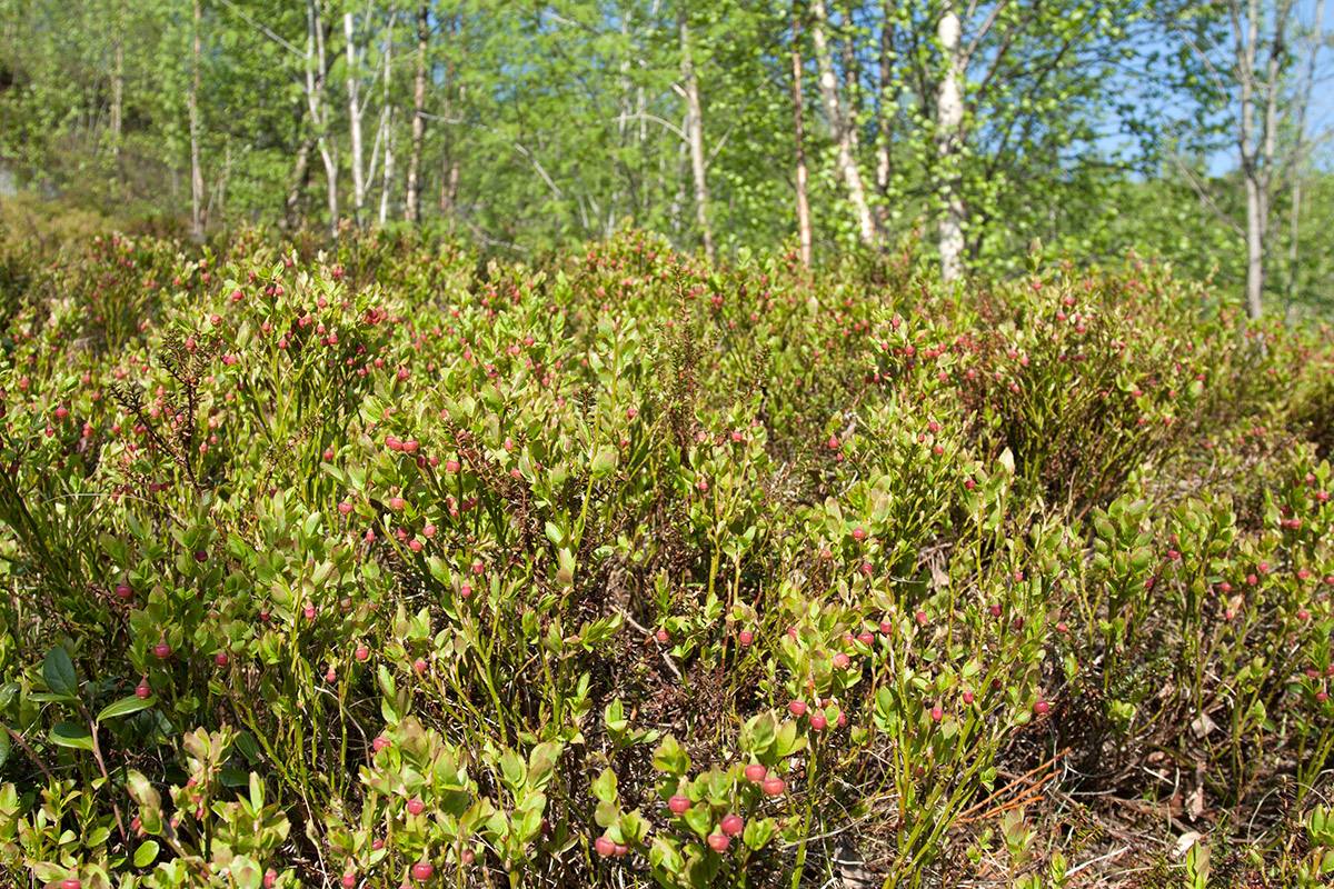 Image of Vaccinium myrtillus specimen.