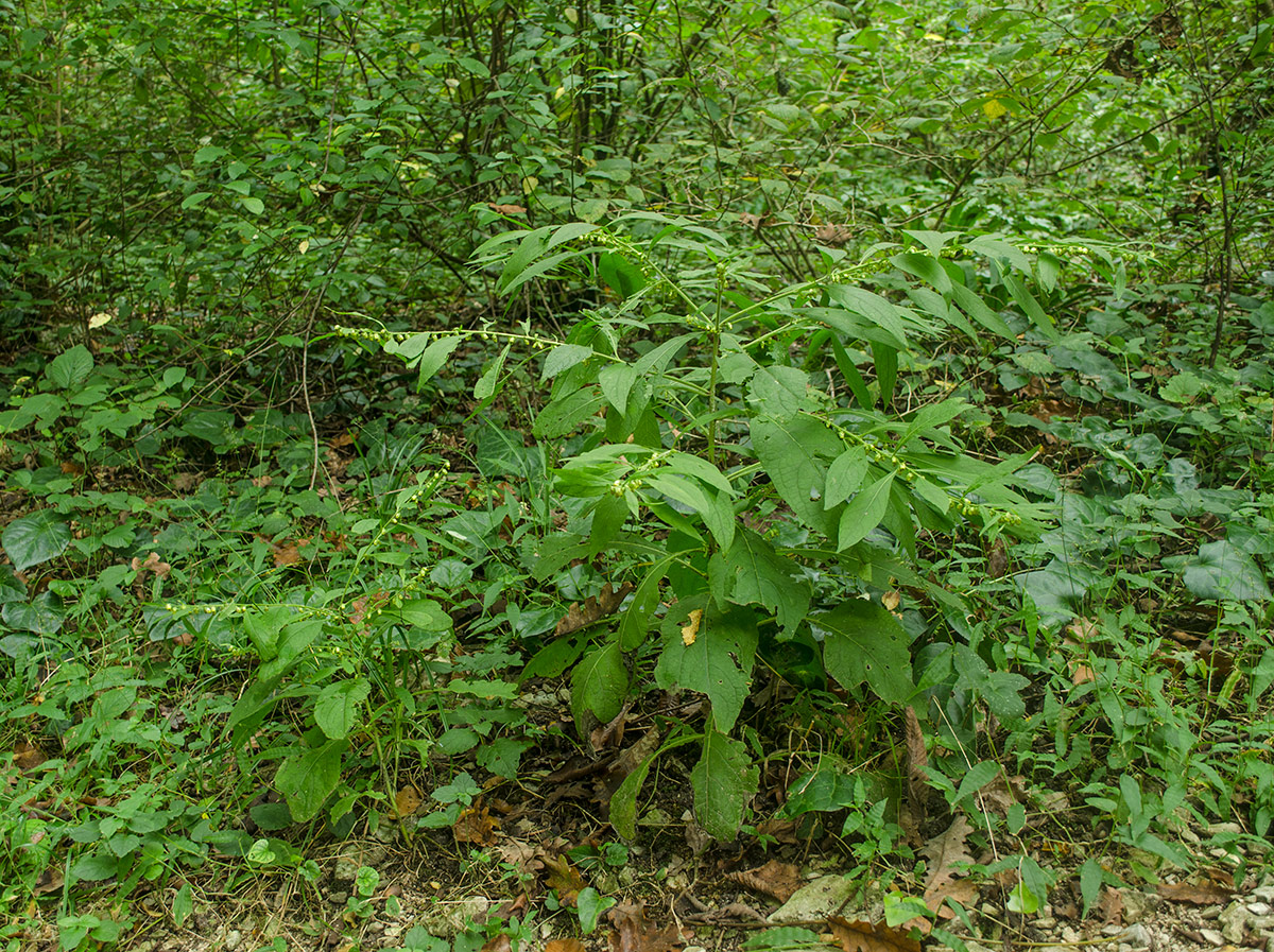 Image of Carpesium abrotanoides specimen.