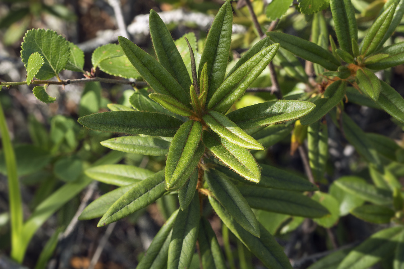 Image of Ledum maximum specimen.