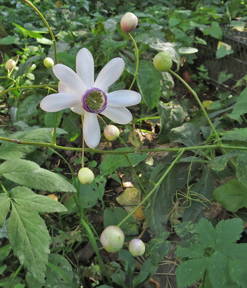 Image of Anemonopsis macrophylla specimen.