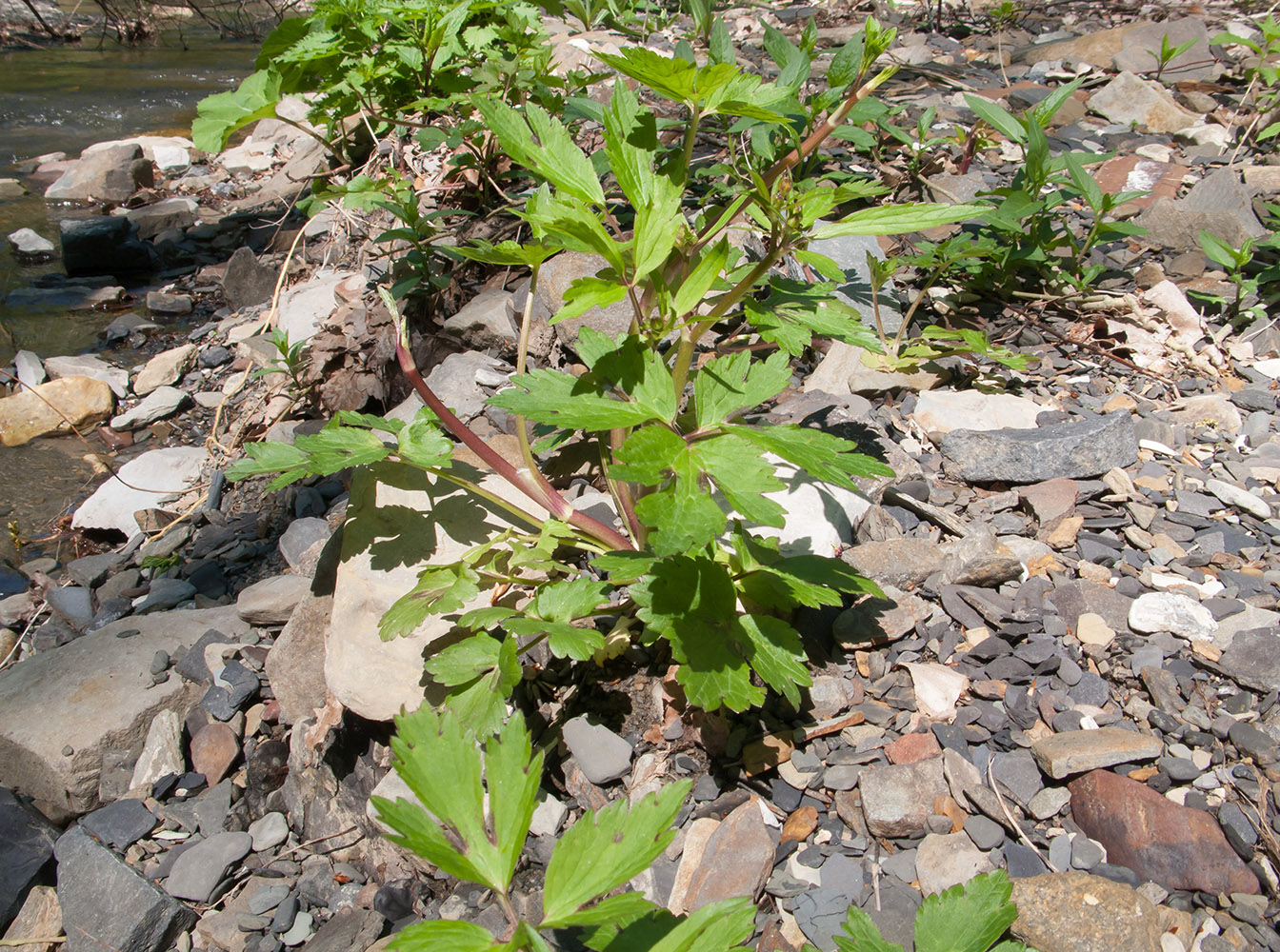 Image of genus Ranunculus specimen.