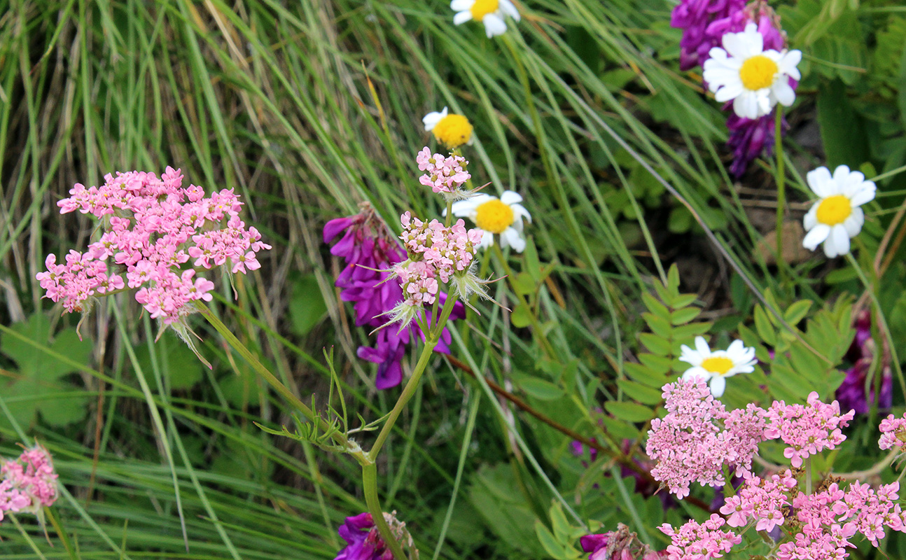 Image of Chaerophyllum roseum specimen.