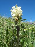 Pedicularis venusta. Верхушка цветущего растения. Восточный Казахстан, Южный Алтай, хр. Сарымсакты, пер. Бурхат, ≈ 2200 м н.у.м., горная тундра. 22 июня 2019 г.