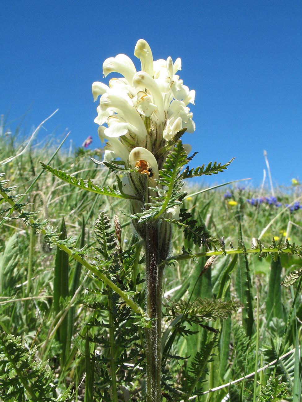 Изображение особи Pedicularis venusta.