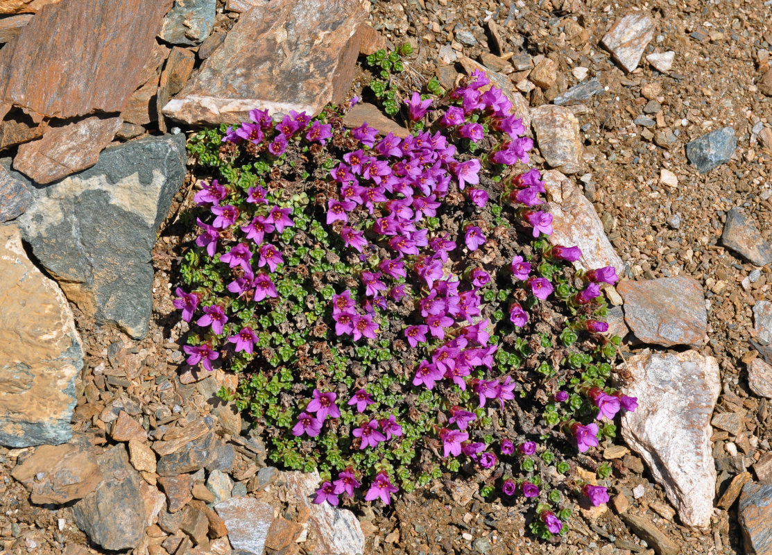 Image of Saxifraga asiatica specimen.