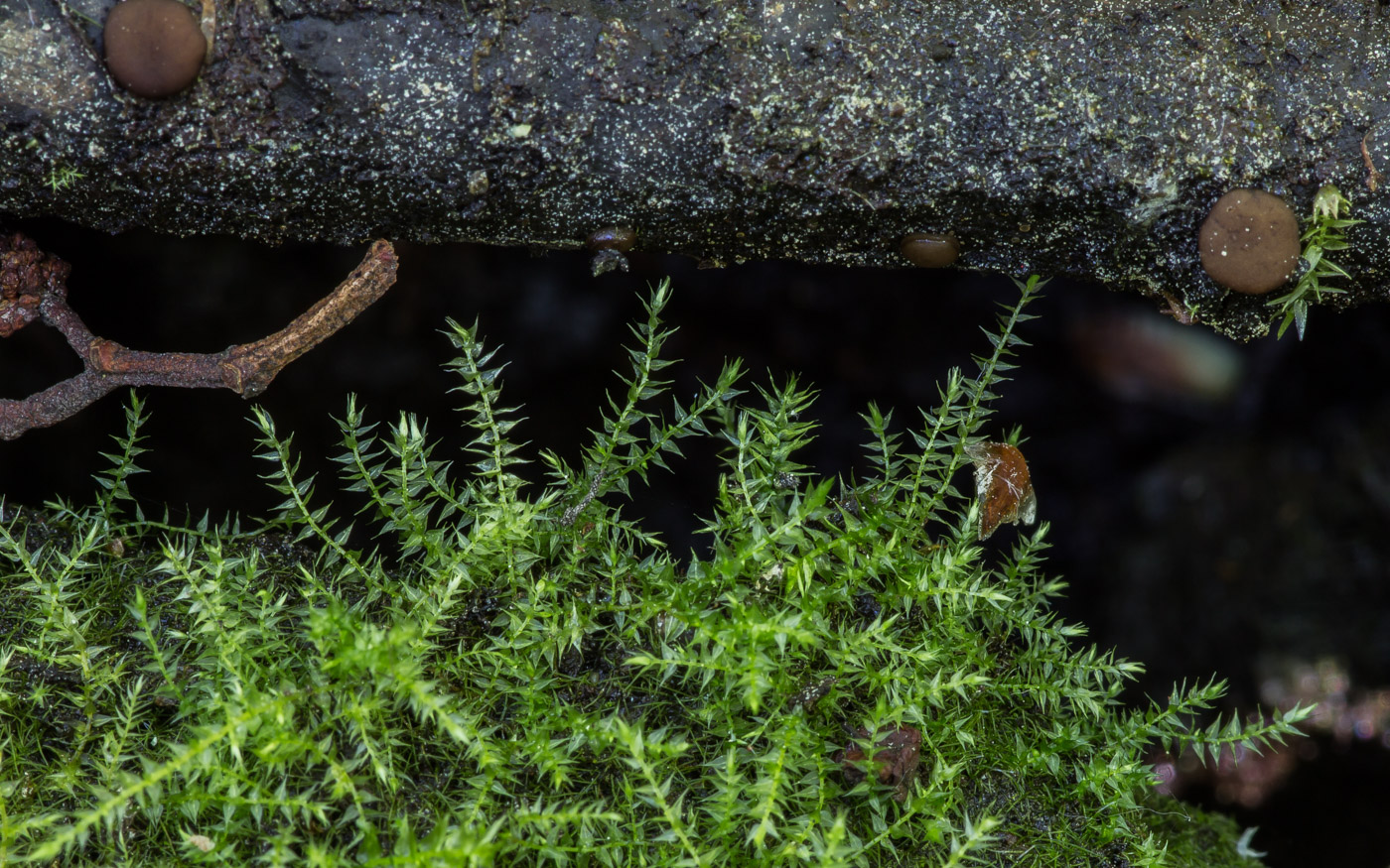Image of class Bryopsida specimen.