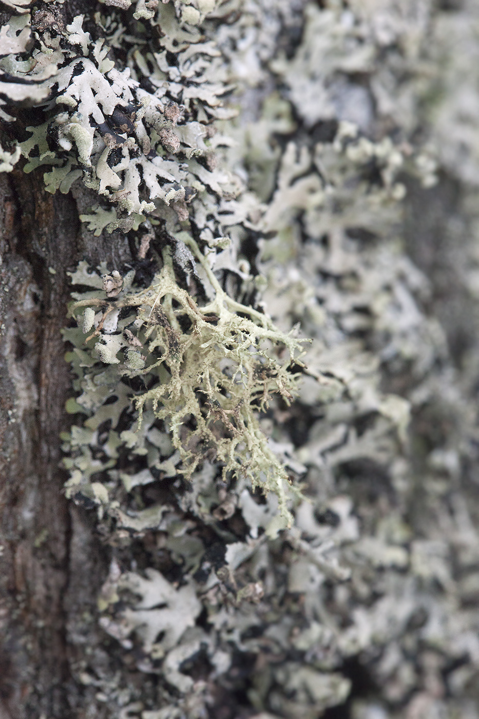 Изображение особи Evernia mesomorpha.