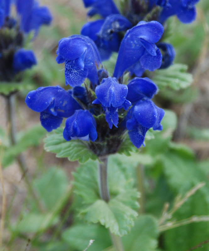 Изображение особи Dracocephalum grandiflorum.