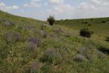 Nepeta parviflora