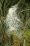 Eriophorum vaginatum. Осыпающиеся плоды. Костромская обл., Сусанинский р-н, окр. дер. Повернихино, сплавина у оз. Медвежье. 16.06.2016.