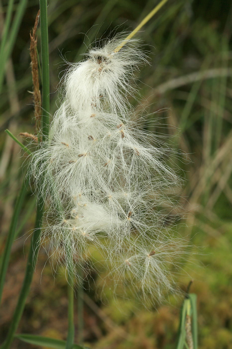 Изображение особи Eriophorum vaginatum.