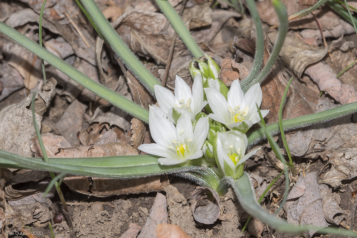 Image of Ornithogalum fimbriatum specimen.