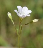 Image of taxon representative. Author is Роланд Цандекидис