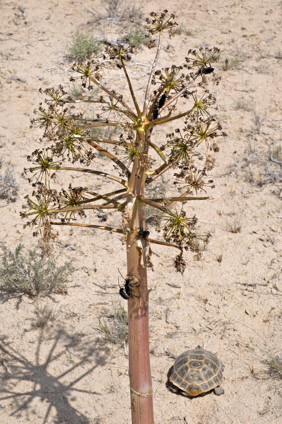 Изображение особи Ferula foetida.