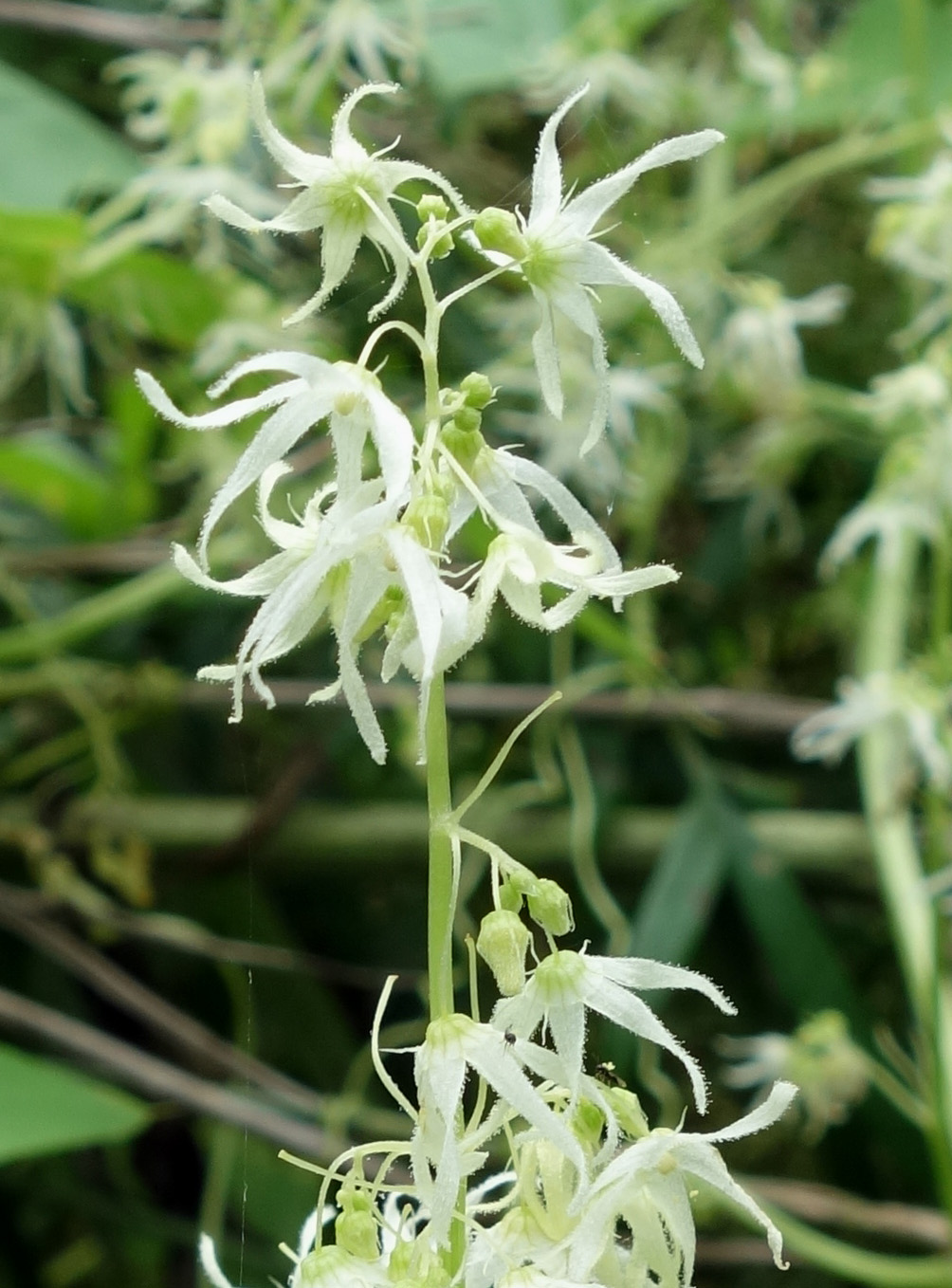 Изображение особи Echinocystis lobata.