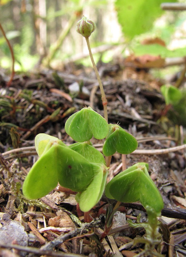 Изображение особи Oxalis acetosella.