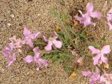 Matthiola sinuata