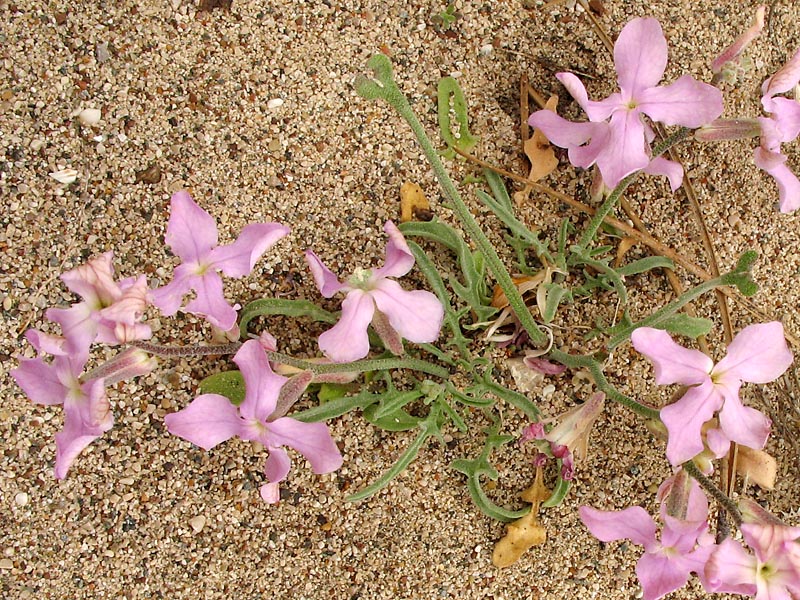 Image of Matthiola sinuata specimen.