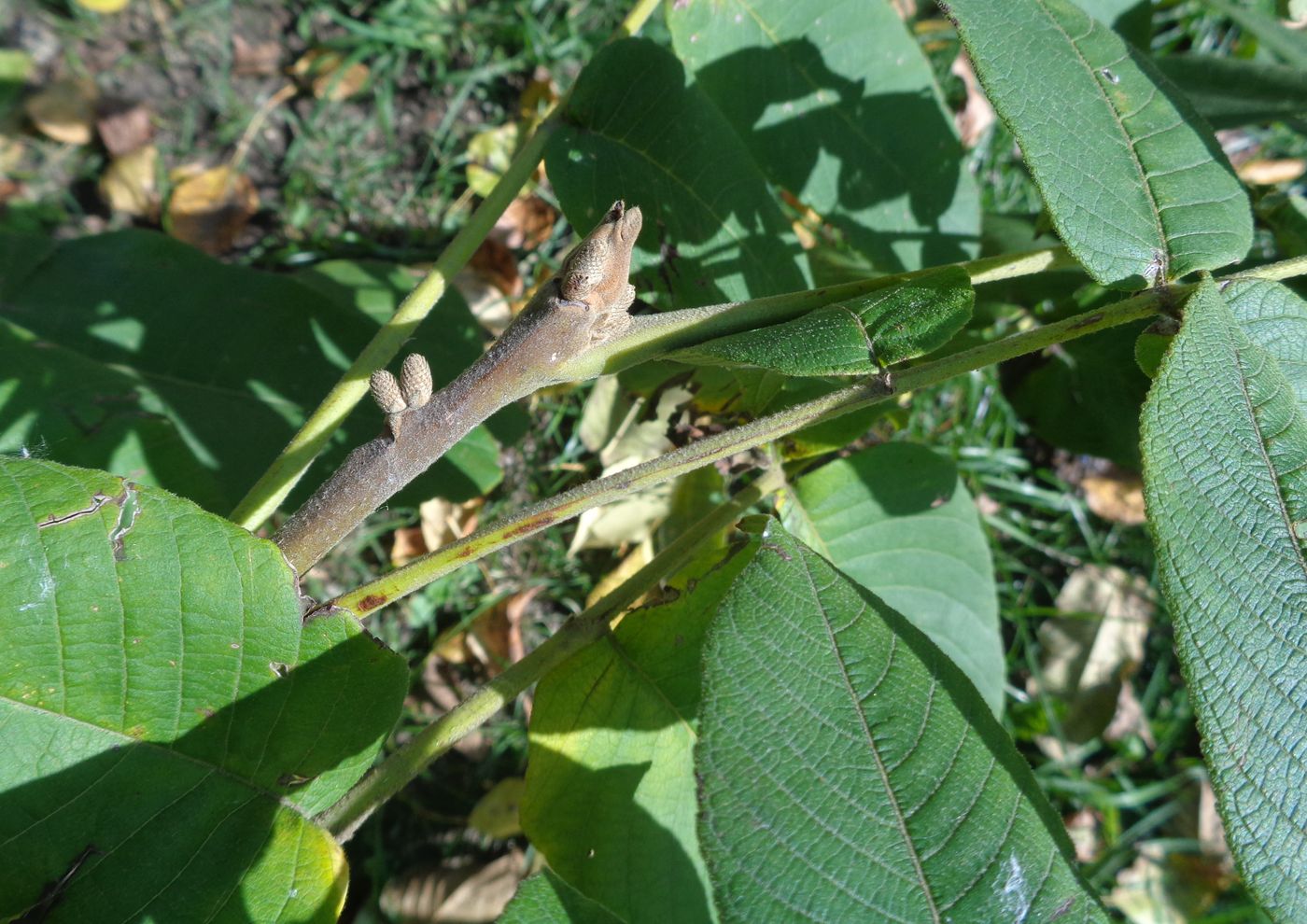 Image of Juglans mandshurica specimen.