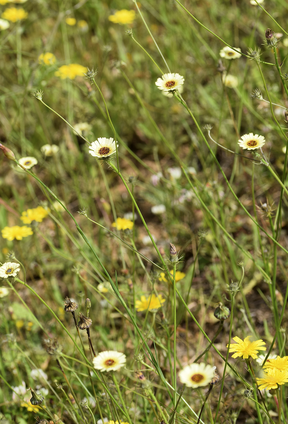 Изображение особи Tolpis umbellata.