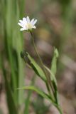 Stellaria holostea