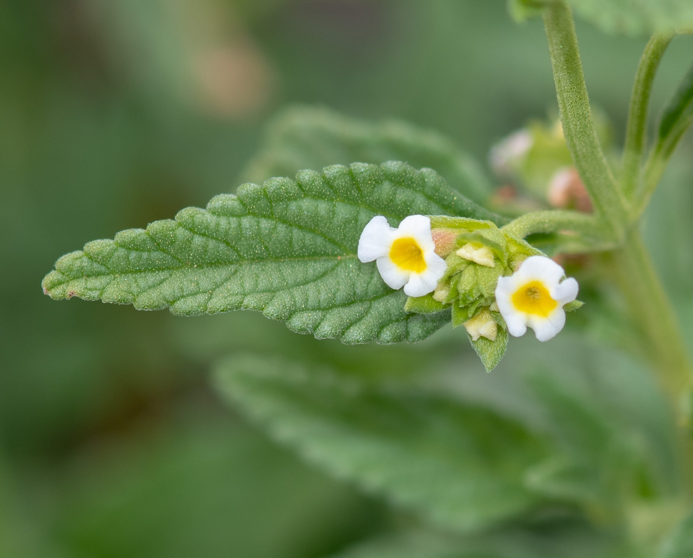 Image of Lantana dinteri specimen.