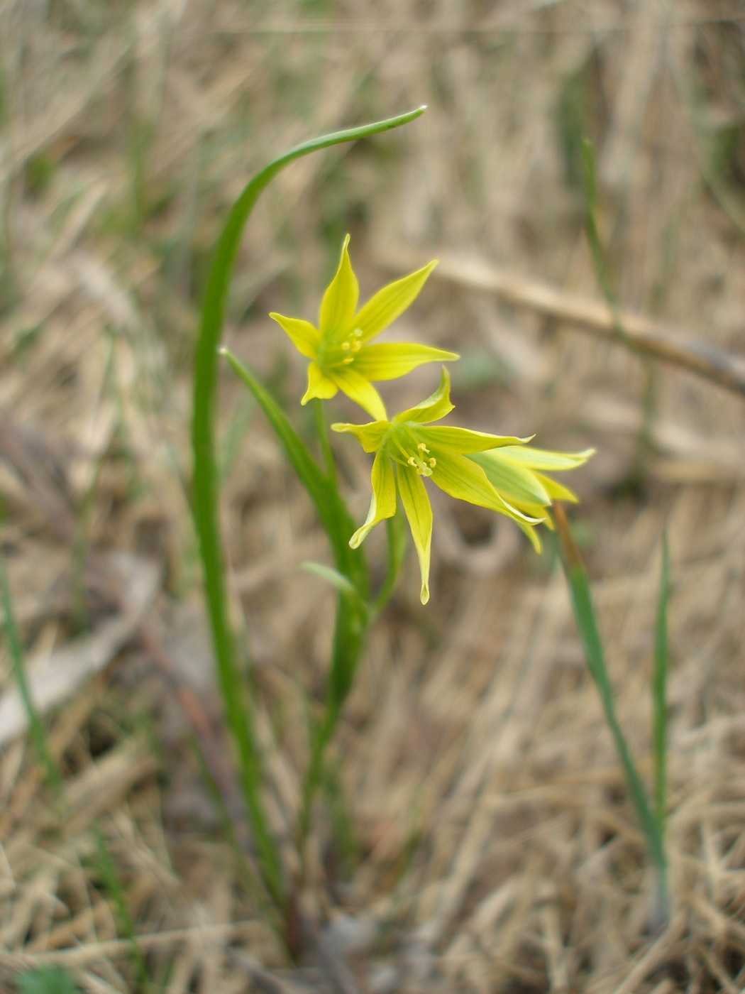 Image of genus Gagea specimen.