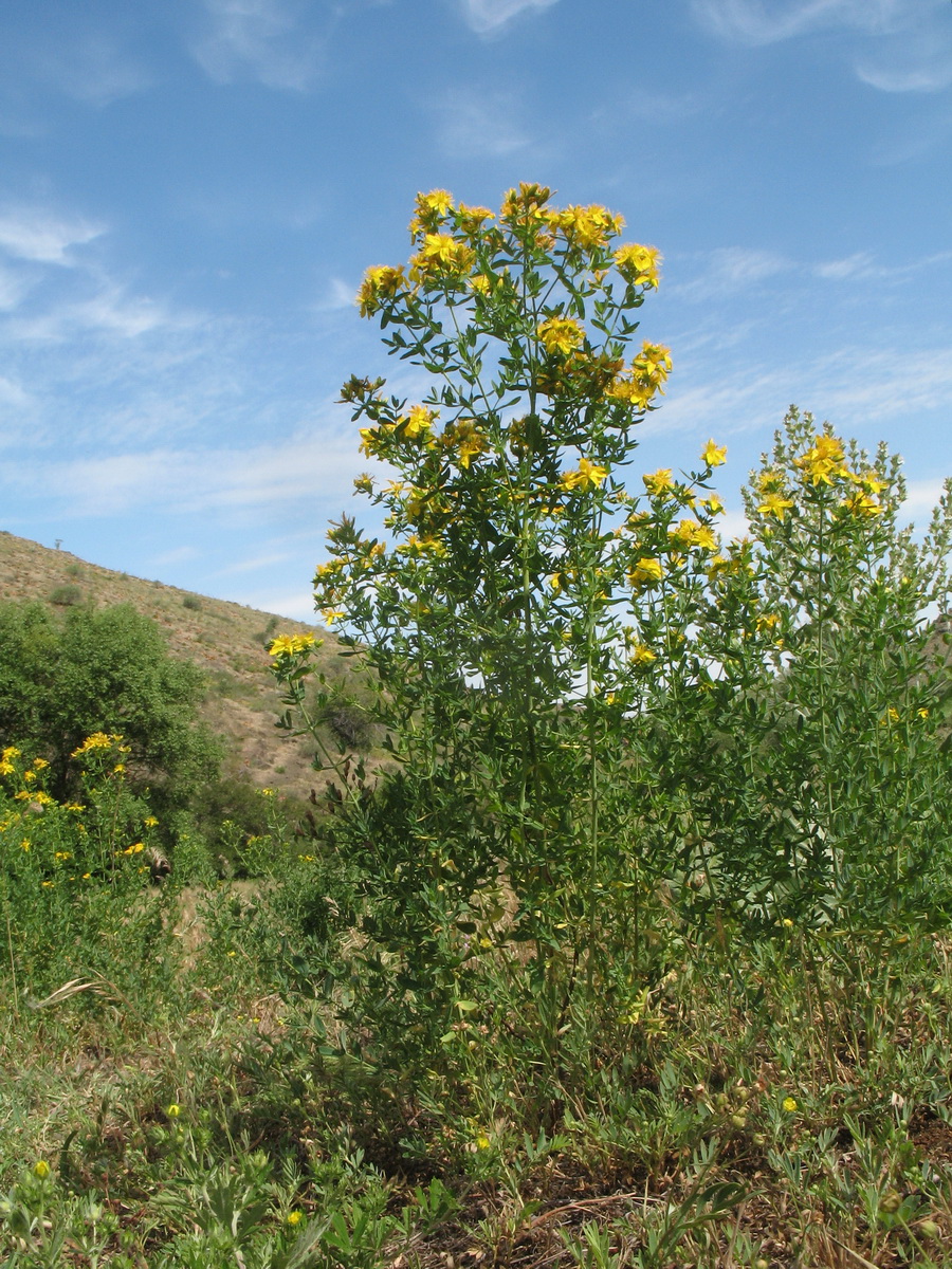 Изображение особи Hypericum perforatum.