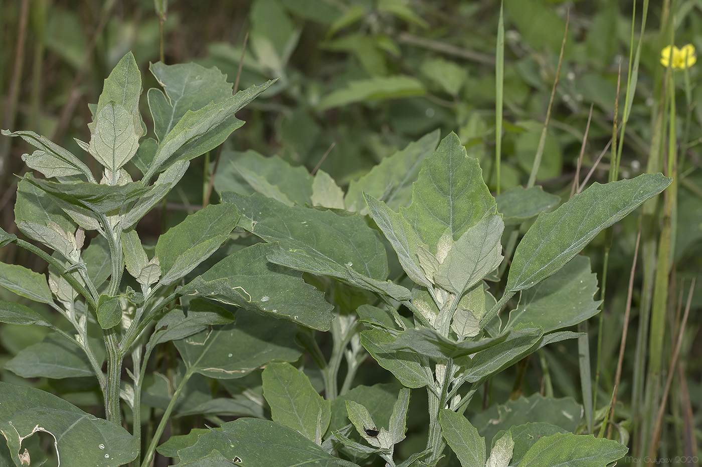 Изображение особи Chenopodium album.