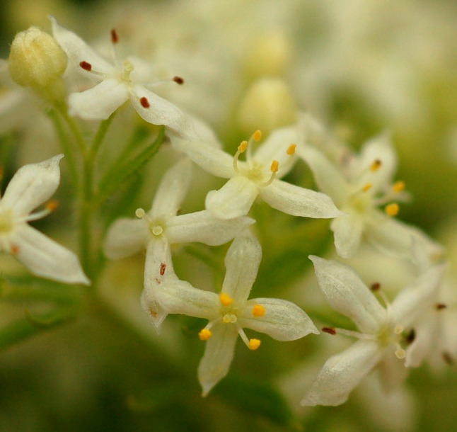 Изображение особи род Galium.