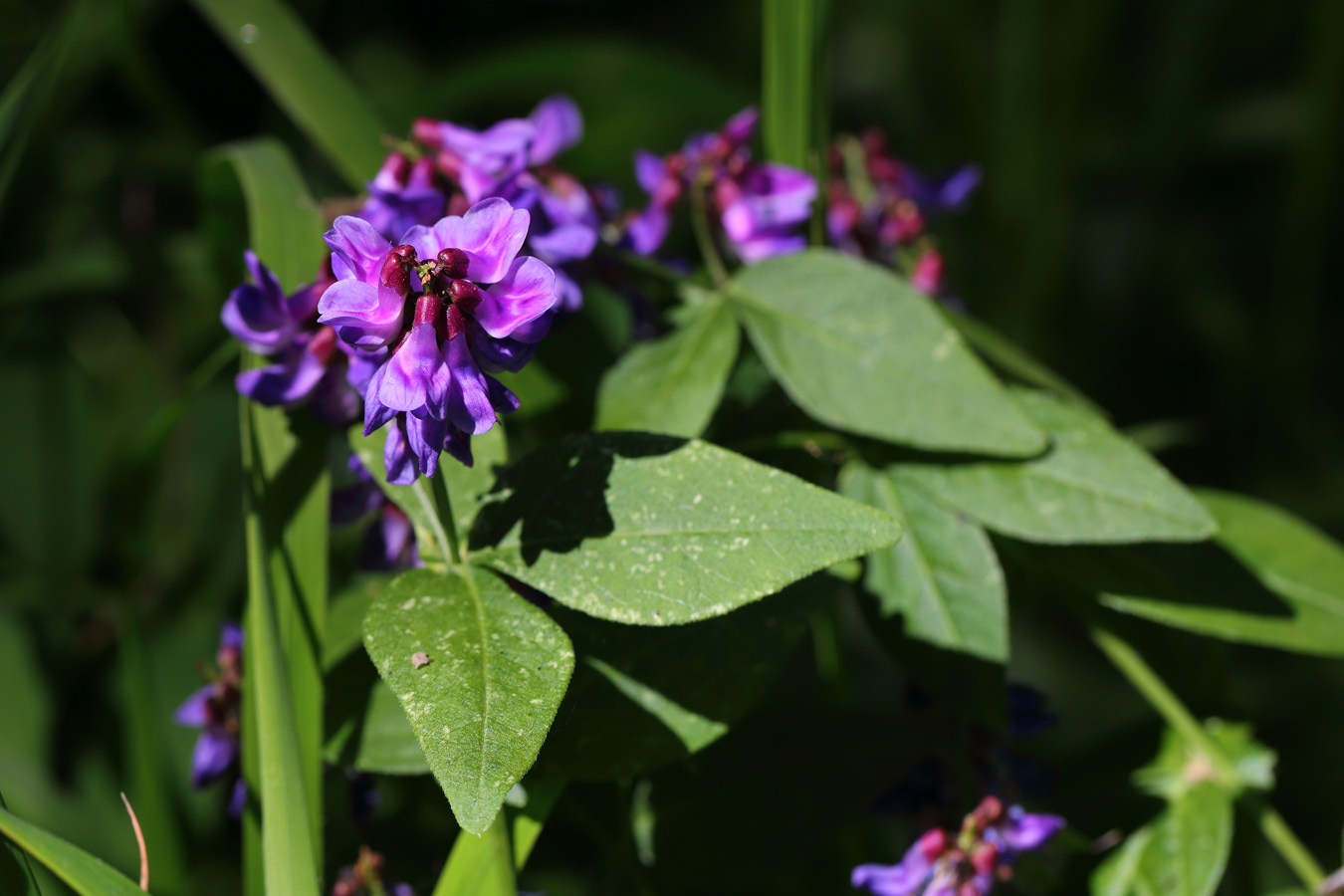 Image of Vicia unijuga specimen.