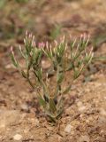 Centaurium tenuiflorum. Цветущее растение. Крым, Севастополь, пустырь (недостроенная парковая зона), берег маленького озерца. 12.07.2020.