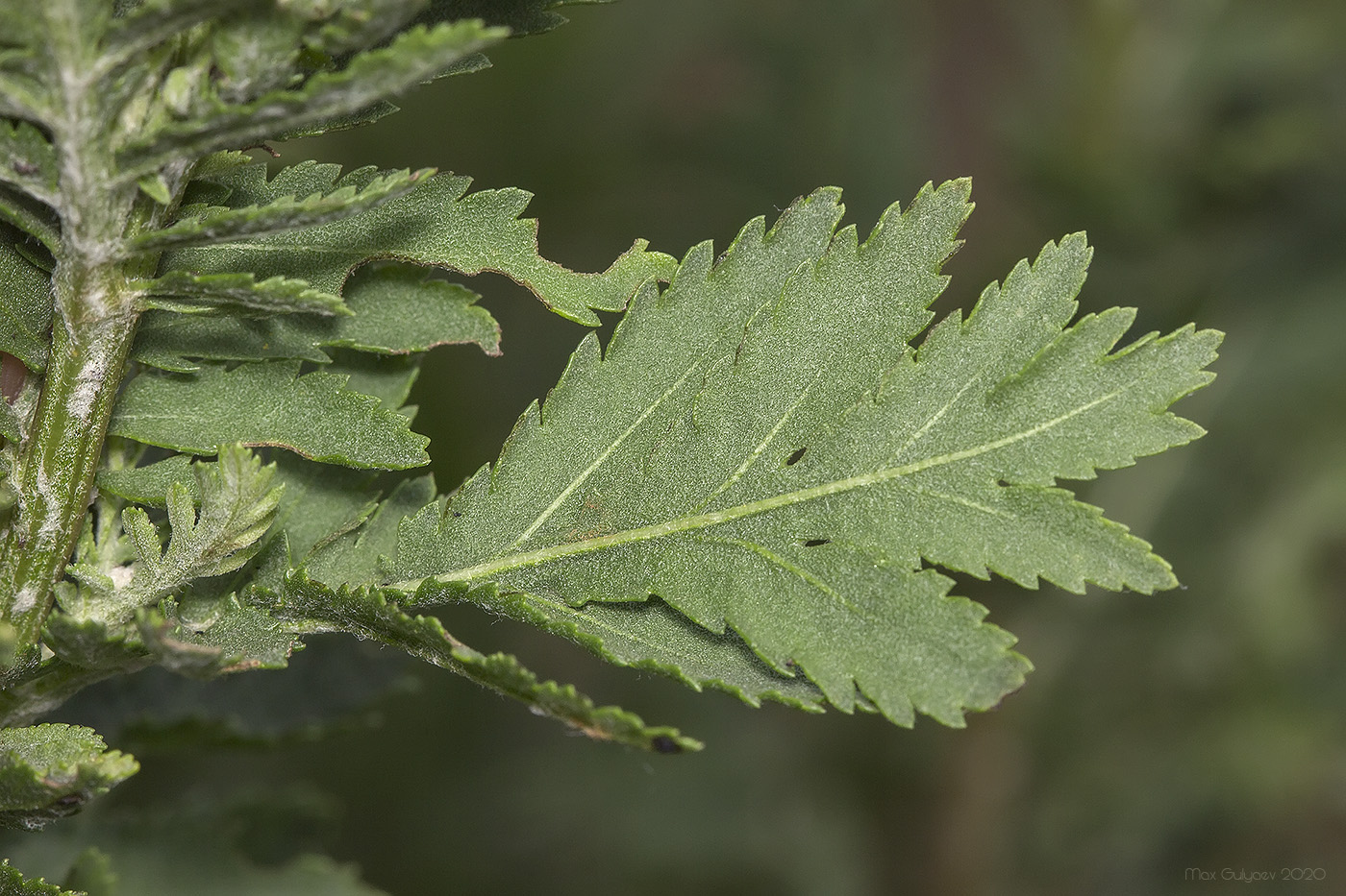 Image of Tanacetum vulgare specimen.