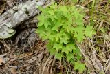 Acer cappadocicum