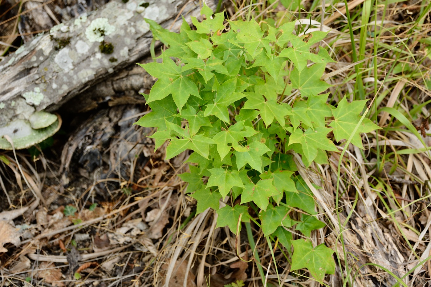 Изображение особи Acer cappadocicum.