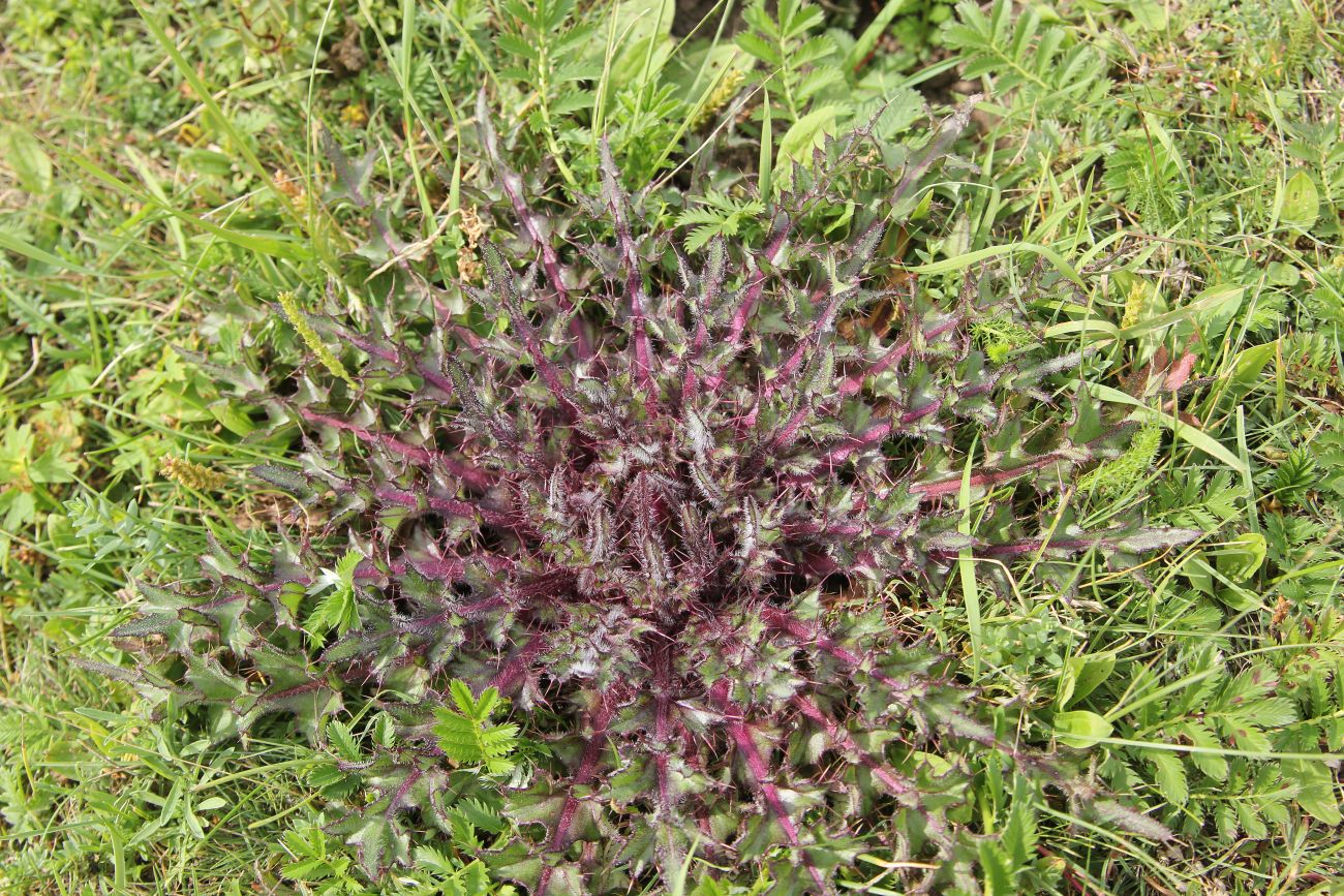 Изображение особи Cirsium esculentum.