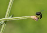 Epilobium fastigiato-ramosum