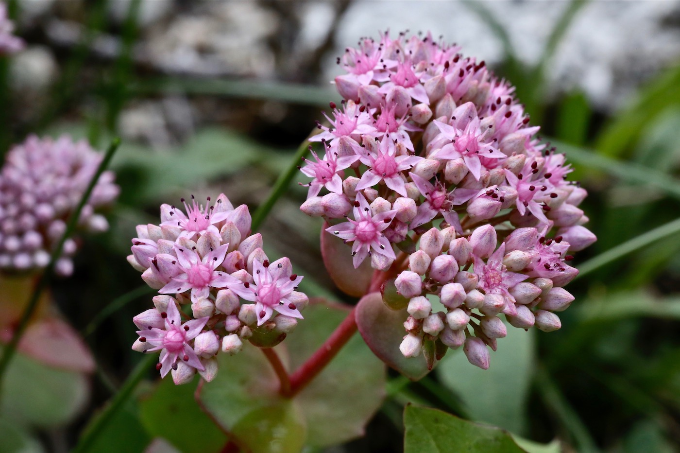 Изображение особи Hylotelephium ewersii.