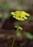 Chrysosplenium sibiricum