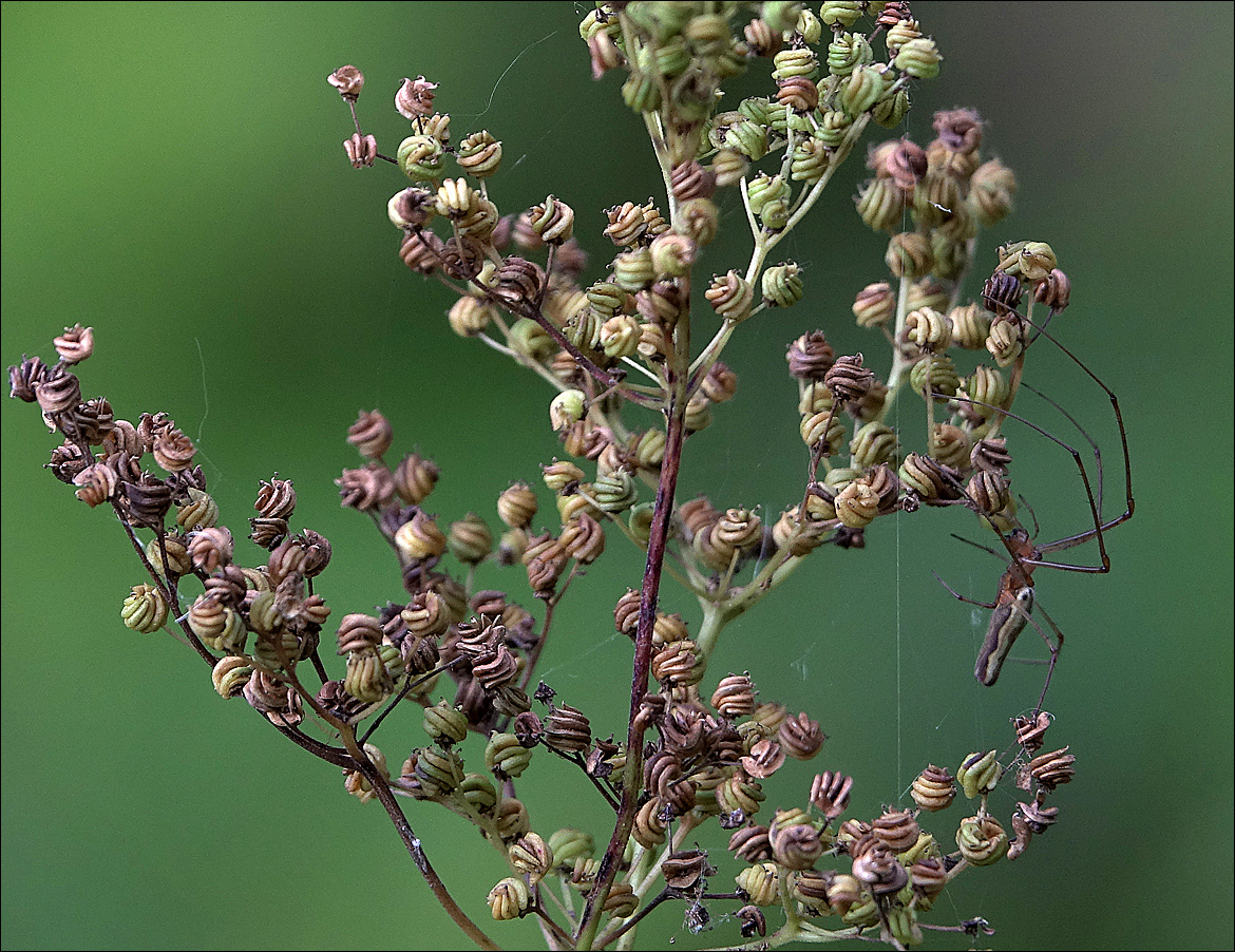 Image of Filipendula ulmaria specimen.
