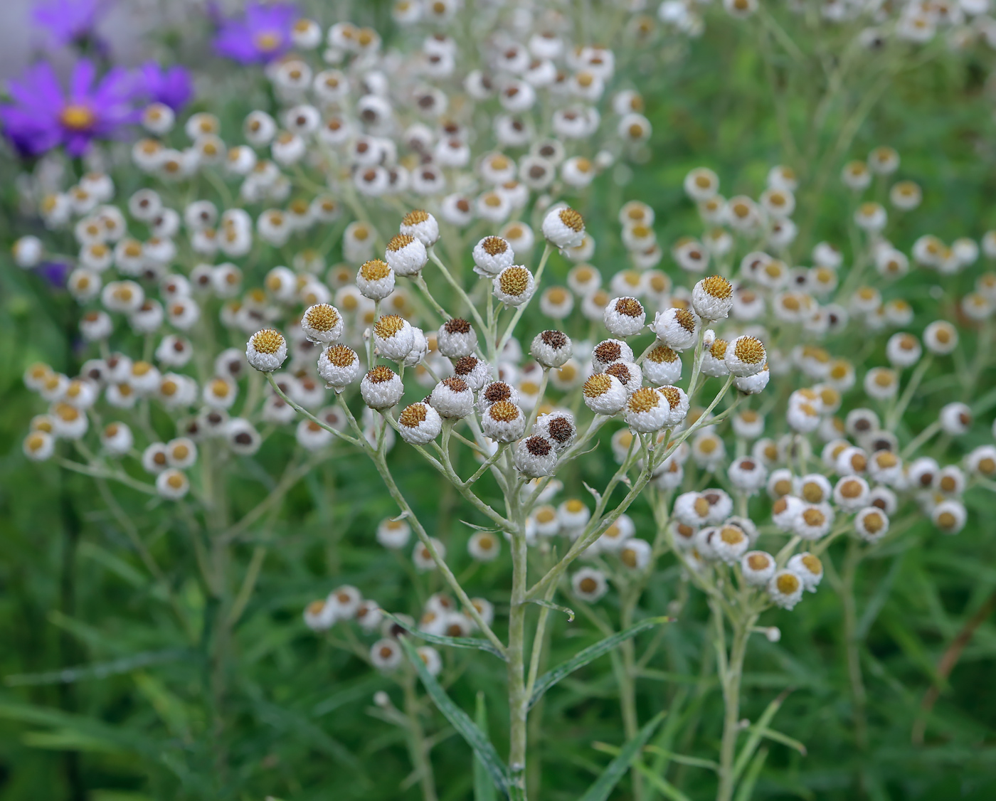 Изображение особи Anaphalis margaritacea.