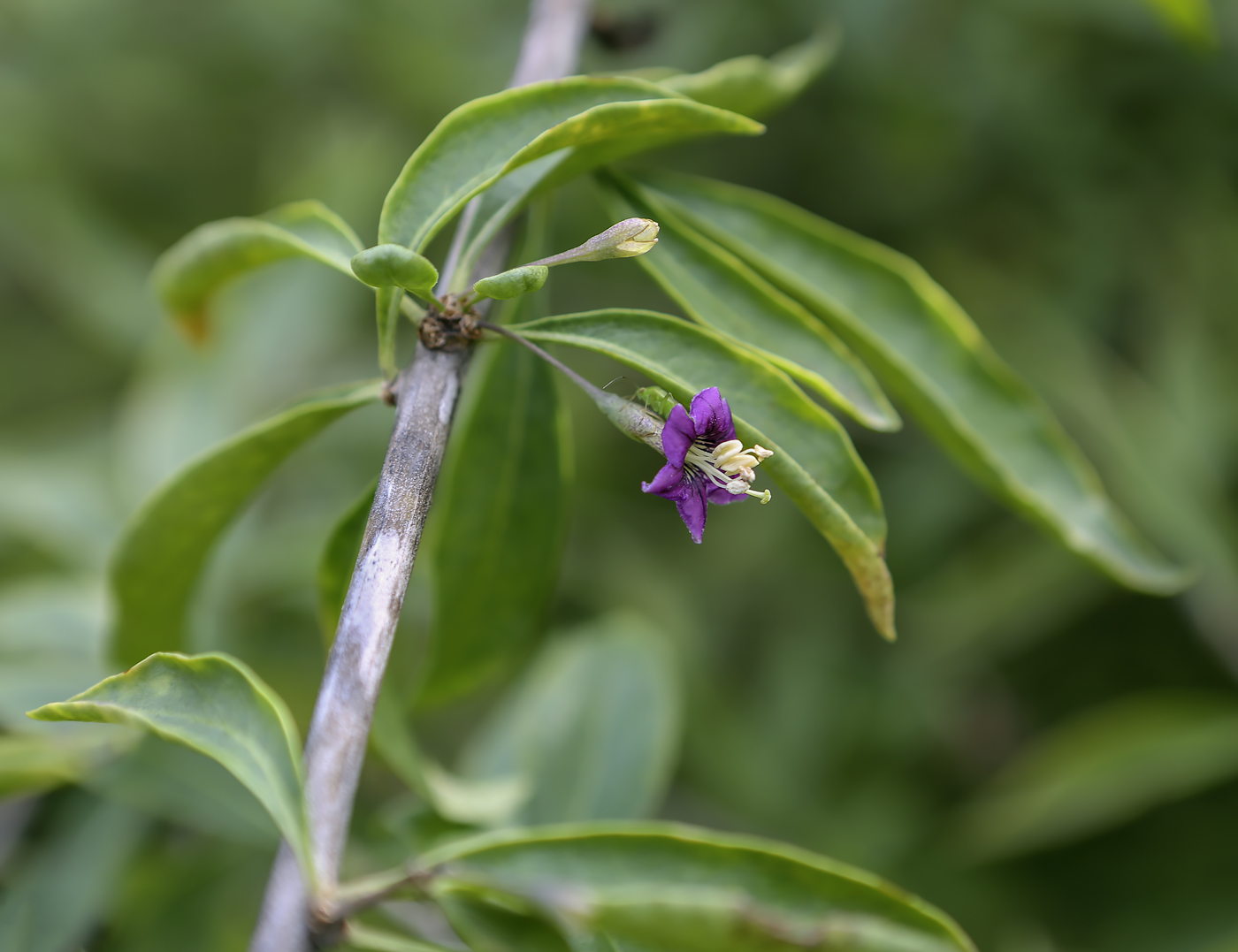 Изображение особи Lycium barbarum.