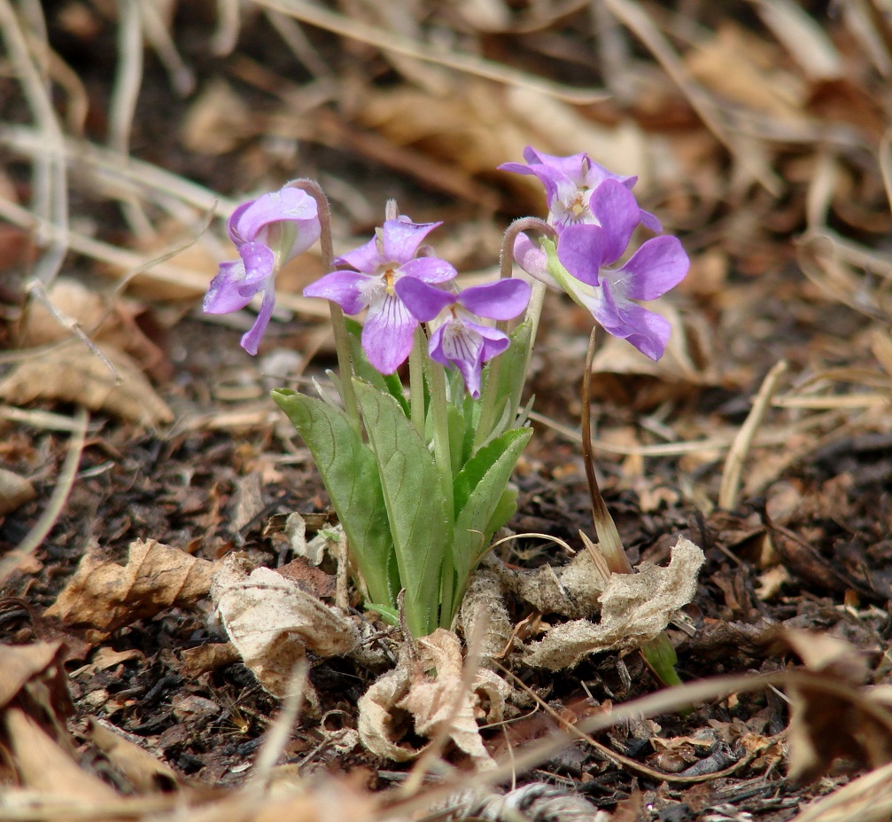 Изображение особи Viola gmeliniana.